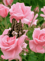 /album/blogul-despre-toate/imagini-miscatoare-gif-blogspot-ro-trandafiri-rose-buterfly-fluturi-gif/