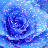 /album/blogul-despre-toate/coltisorderai-blogspot-ro-trandafir-blue-rose-gif/