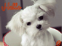 /album/blogul-despre-toate/coltisorderai-blogspot-ro-hello-gif/